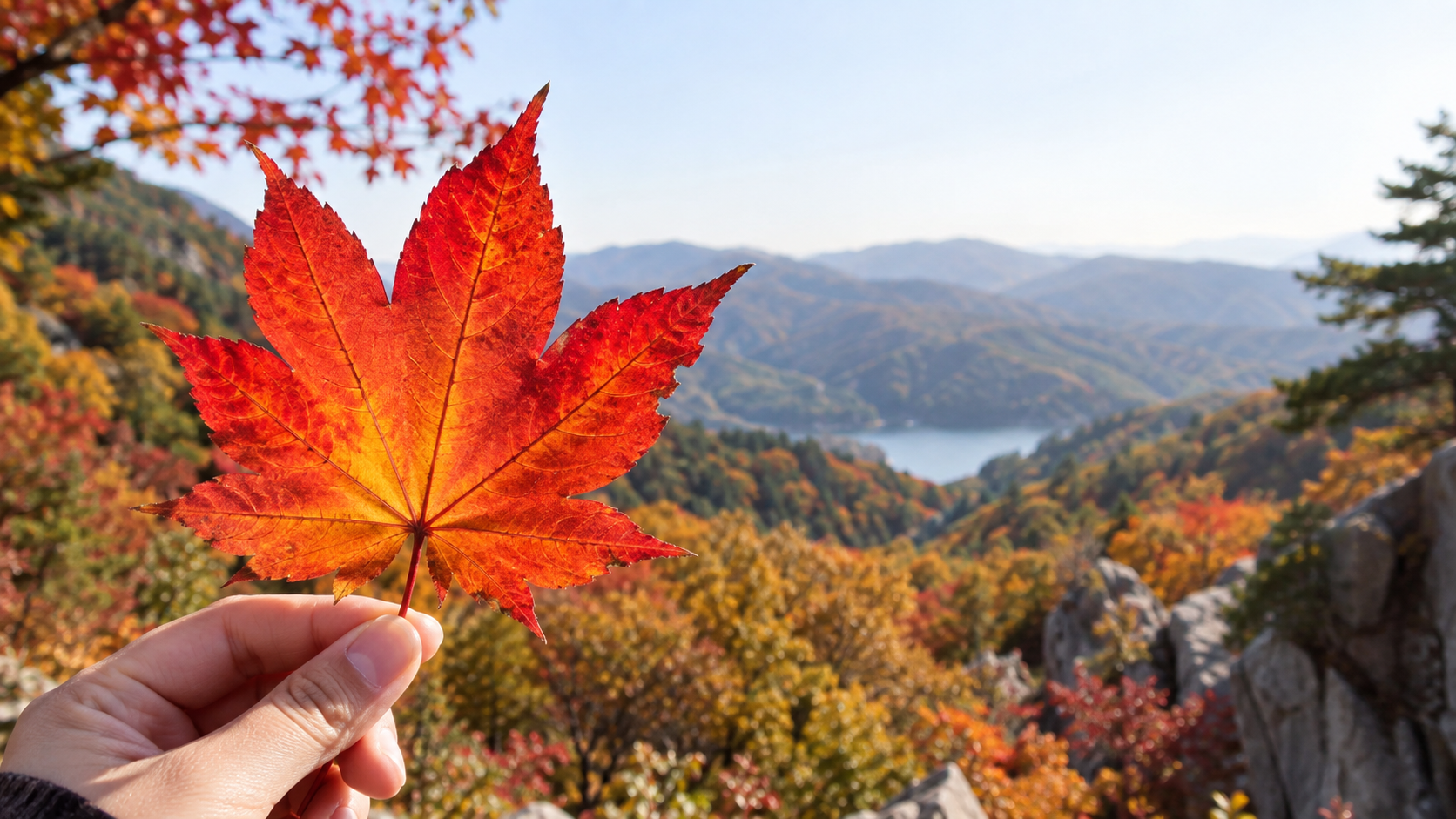 참조2: 단순한 배경 앞의 단풍잎